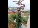 Апартаменты Anica A1(2+1), A2(2+2) Залив Каница (Рогозница) - Шибеник Ривьера  - Хорватия - цветы