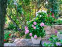 Дома дял отдыха Sunce - relaxing & quiet: H(2+2) Маслиница - Остров Шолта  - Хорватия - цветы
